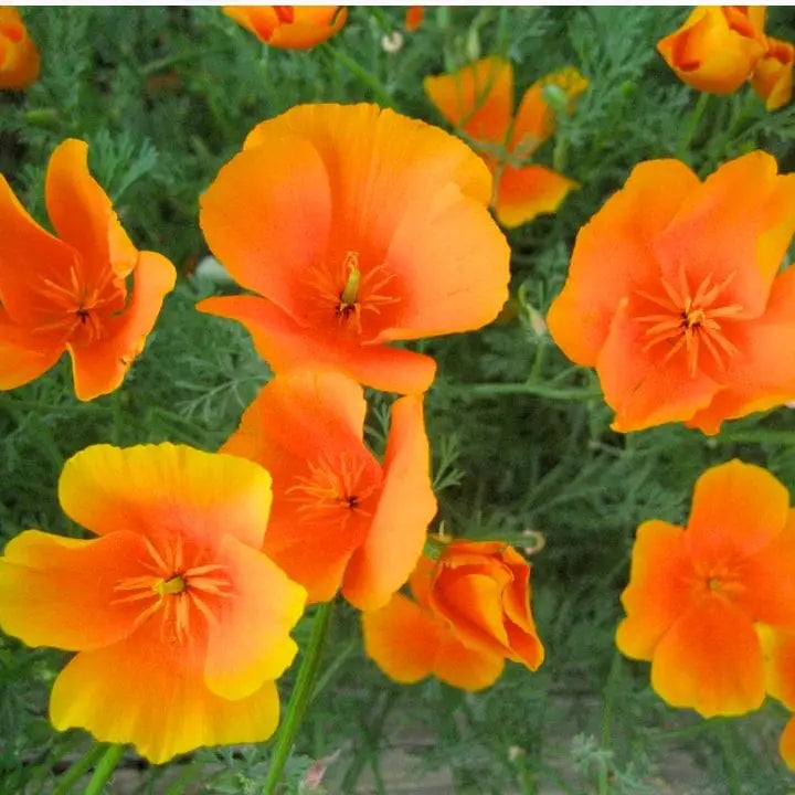 California Flower Seeds Heirloom Non GMO Planting - 100 pcs