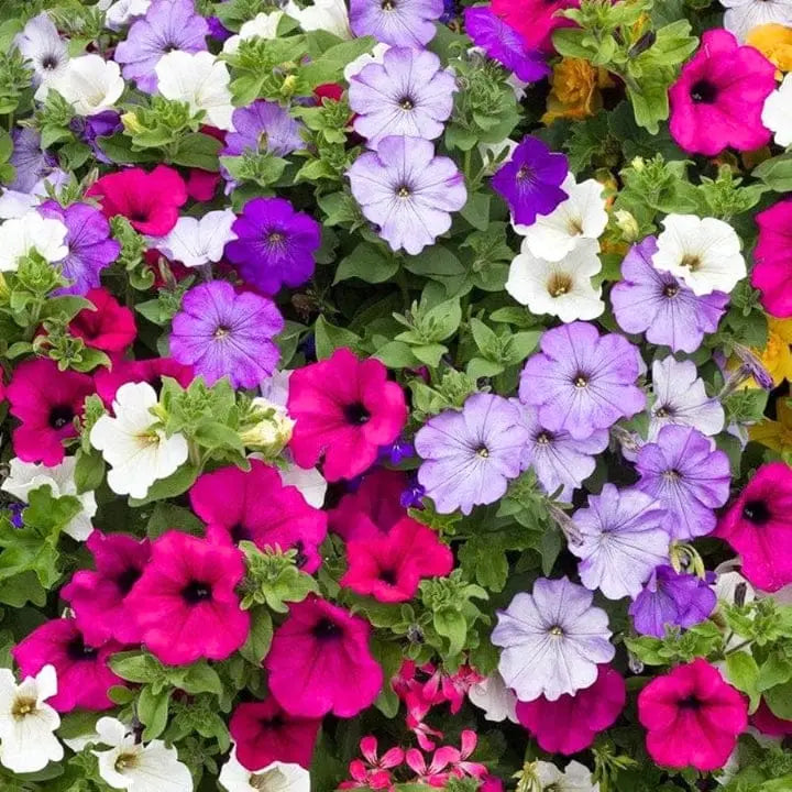 Ultra Star Petunia Violacea Flower Seeds for Planting - Heirloom, NON-GMO, Easy-to-Grow Garden Blooms