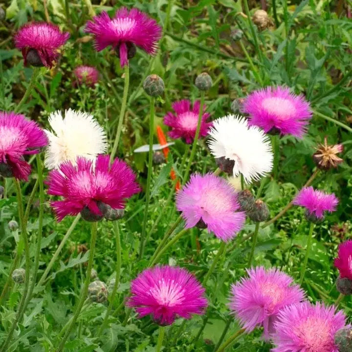 Heirloom Moschata Flower Seeds for Garden Planting, Non-GMO, Fragrant Blooming Variety