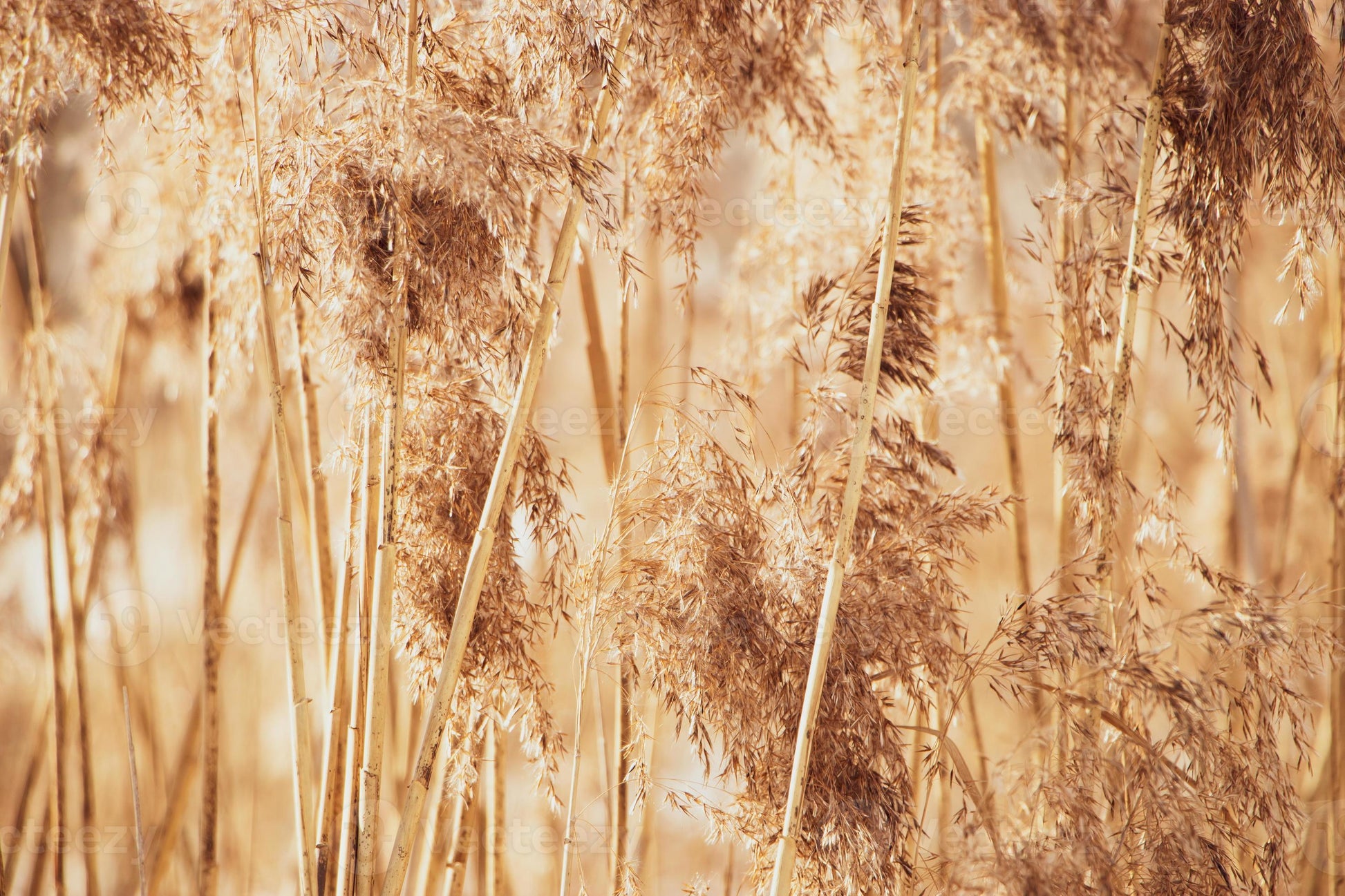 Golden Pampas Grass Seed