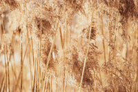 Golden Pampas Grass Seed