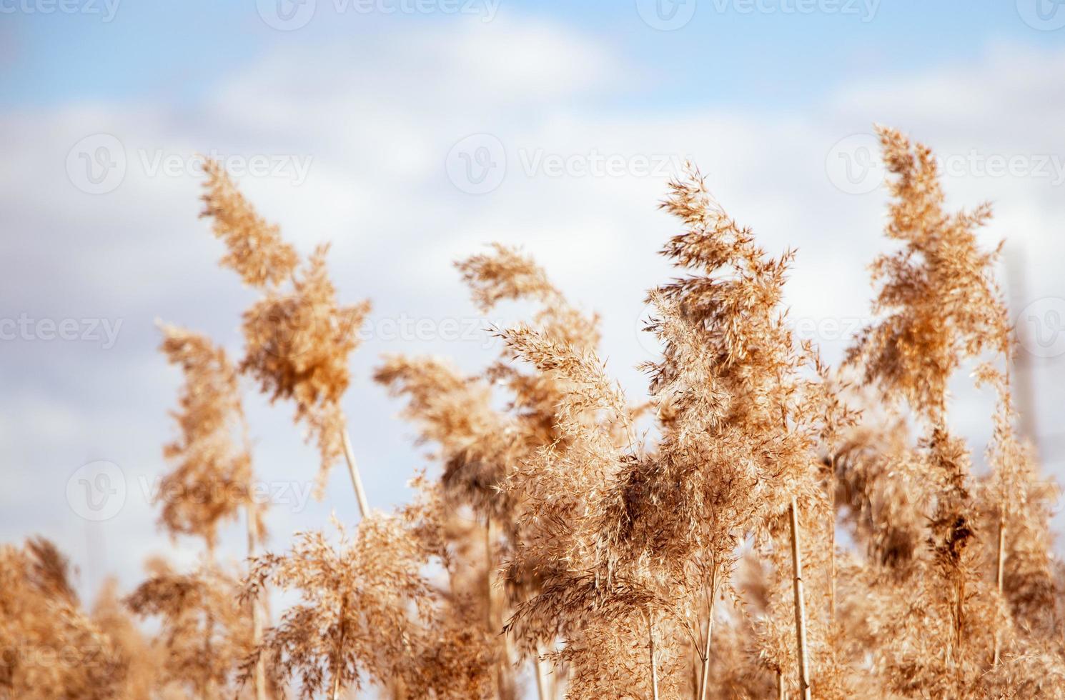 Golden Pampas Grass Seed