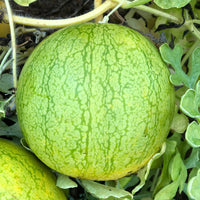 Golden Midget Watermelon Fruit Seeds