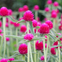 Globe-shaped annual flowers adding vibrant color to an outdoor garden.