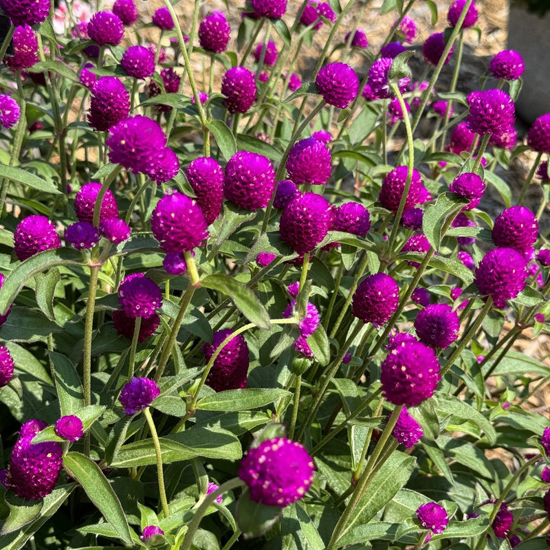 Globosa Flower Seeds Heirloom Non GMO Planting - 100 pcs