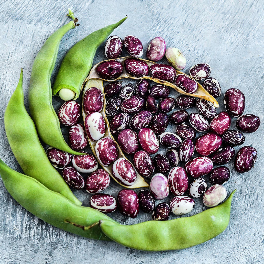 Good Mother Stallard Pole Bean heirloom seeds for home garden planting