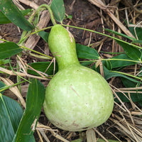Bottle Gourd (Birdhouse Gourd) Seeds for Home Garden Planting | Heirloom Non-GMO