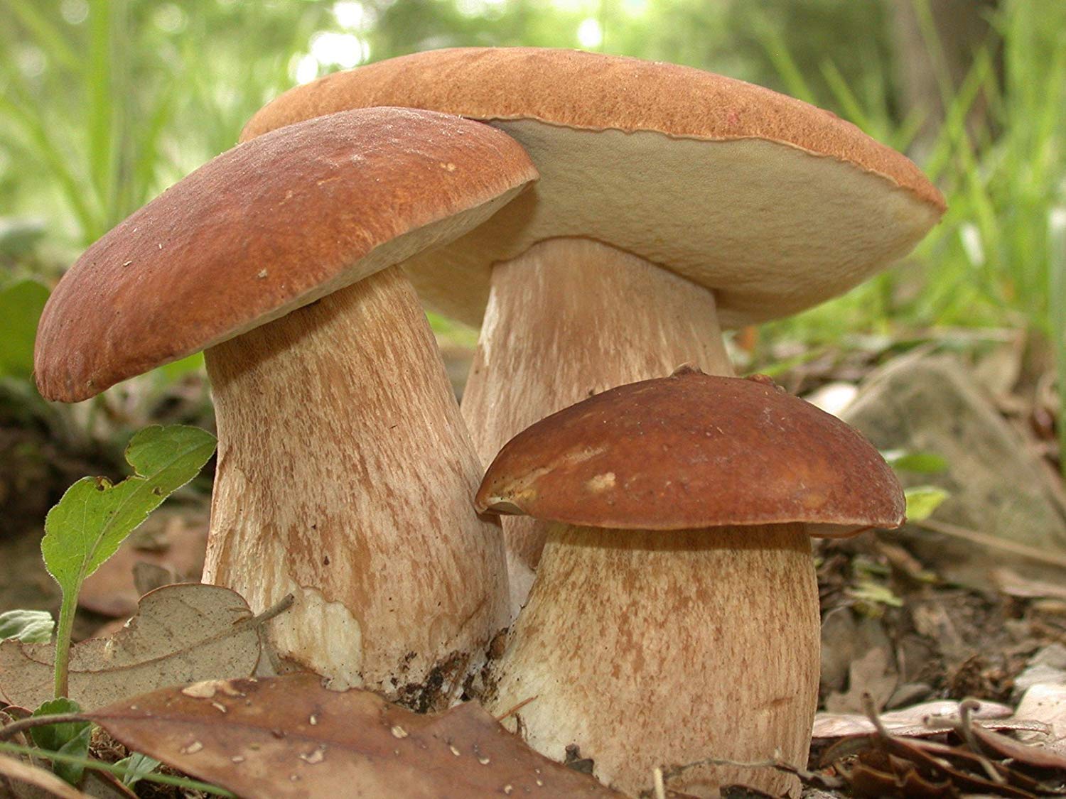Gourmet porcini mushroom cultivation materials for home growing.
