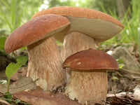 Gourmet porcini mushroom cultivation materials for home growing.