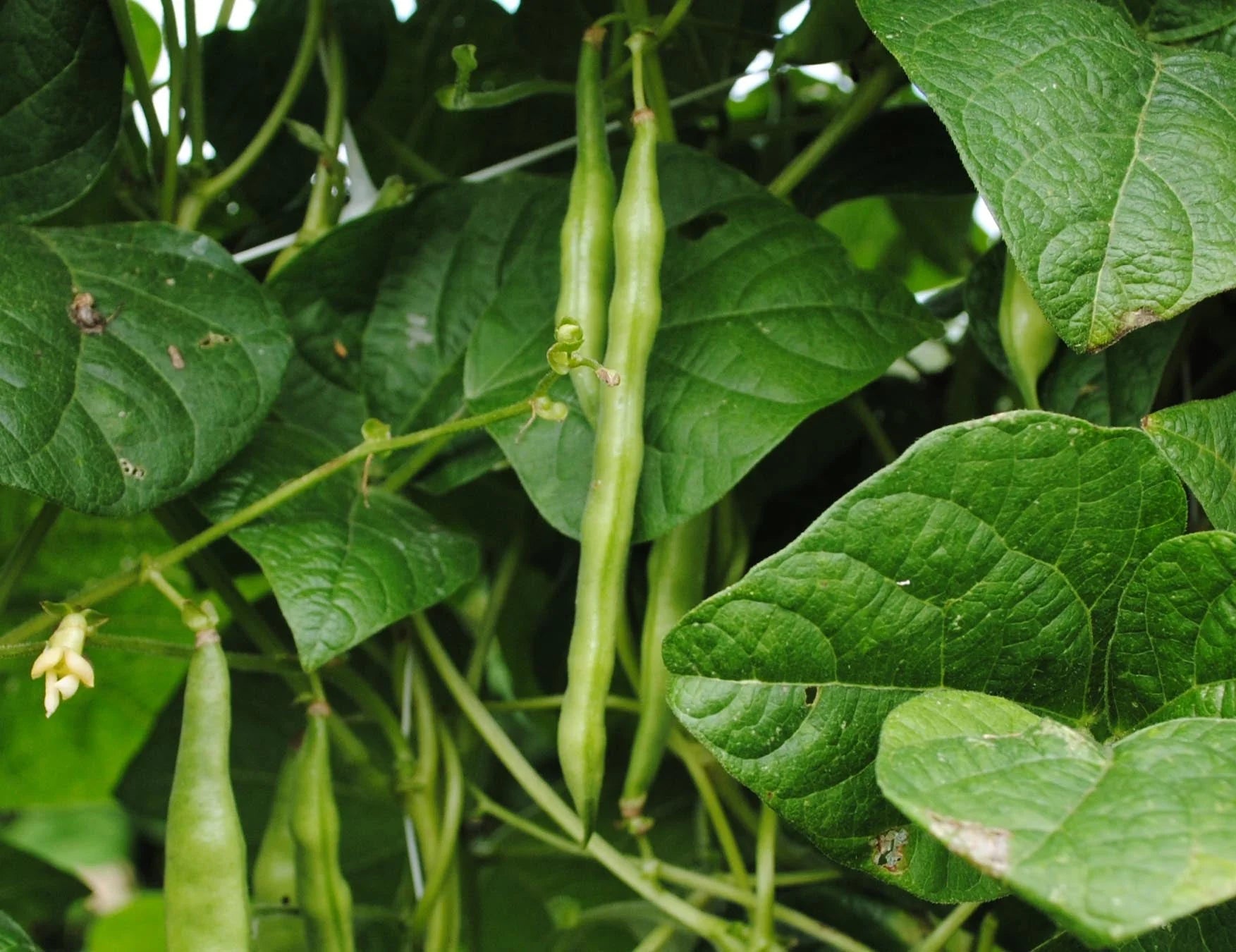 North Carolina Greasy Bean Seeds for Home Garden Planting | Heirloom Non-GMO