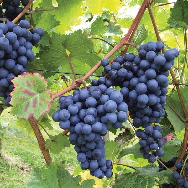 Black Grape Fruit Seeds