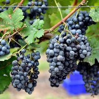 Black Grape Fruit Seeds