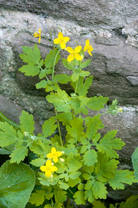 Yellow Chelidonium Flower Seeds for Planting â€“ NON GMO Seeds