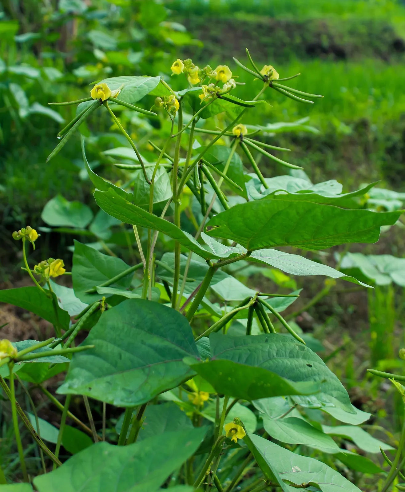 Green Mung Bean Vegetable Seeds for Planting