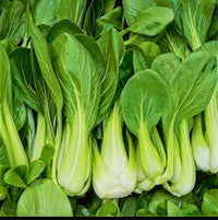 Green Bok Choy Pak Choi seeds for home garden planting