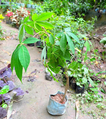 Green Money Tree seeds for planting in home gardens and indoor containers.