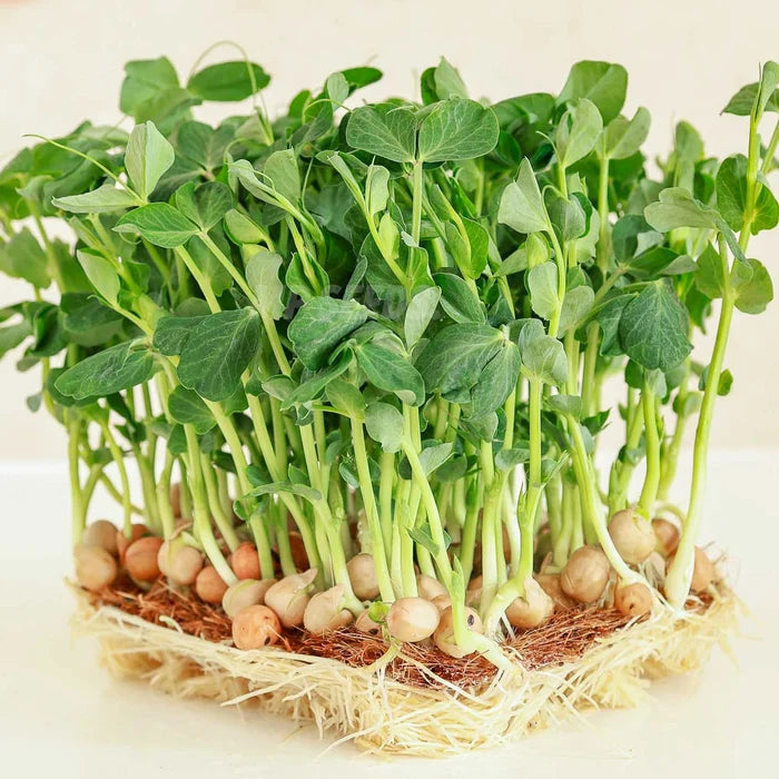 Green Pea sprouting seeds for indoor sprouting and microgreen growing.