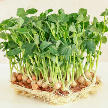 Green Pea sprouting seeds for indoor sprouting and microgreen growing.