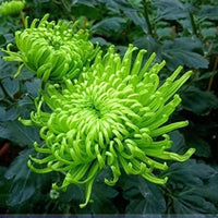 Green Spider Chrysanthemum flower seeds for home garden planting