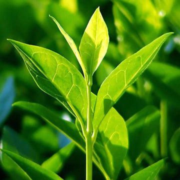 Green Tea Plant (Camellia sinensis) seeds for planting in home gardens.