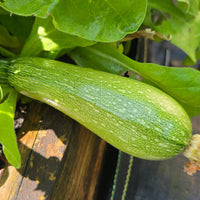 Grey Zucchini Squash Vegetable Seeds for Planting - heirloom & Non-GMO Garden Seeds