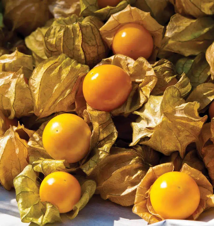 Aunt Molly's Ground Cherry Seeds for Home Garden Planting | Heirloom Non-GMO