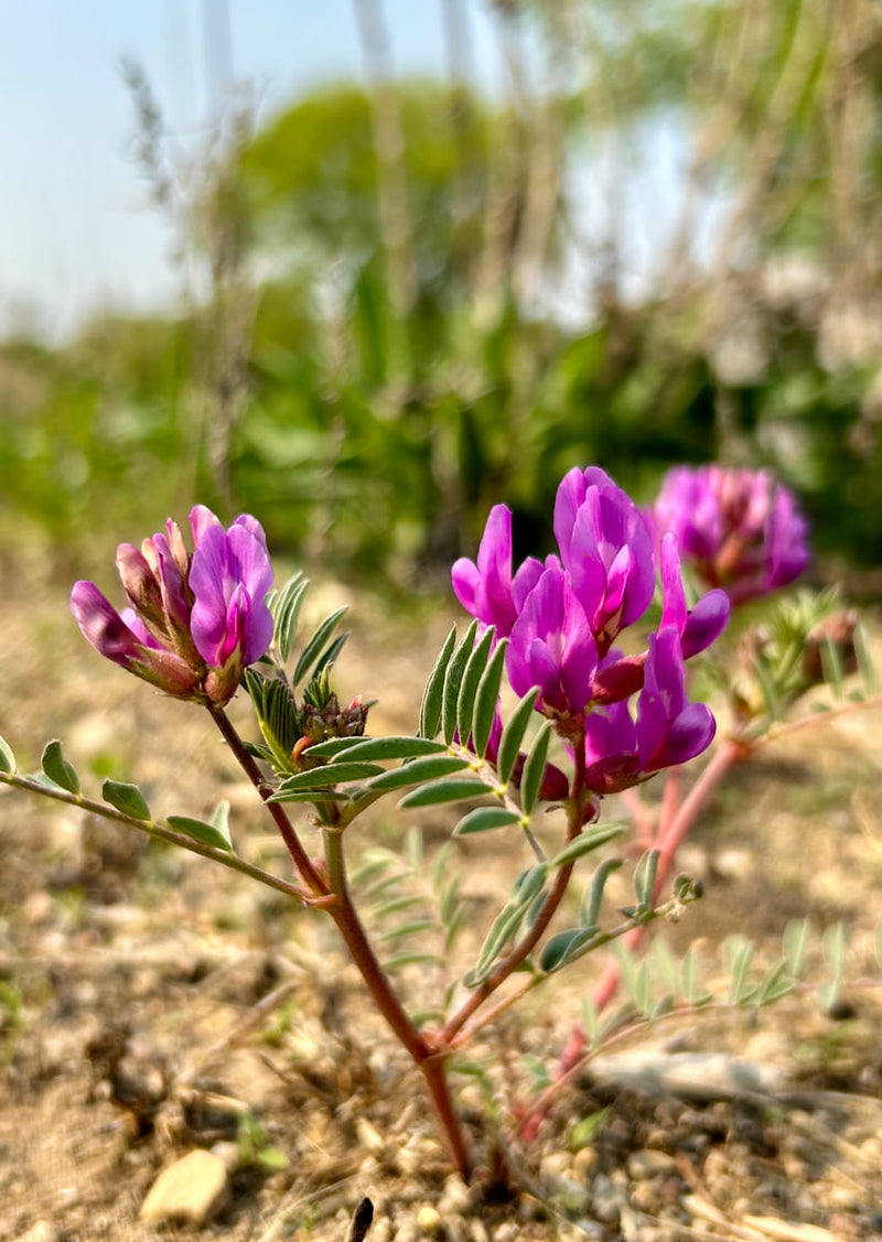 Astragalus Crassicarpus Flower Seeds Heirloom Non GMO Planting - 100 pcs