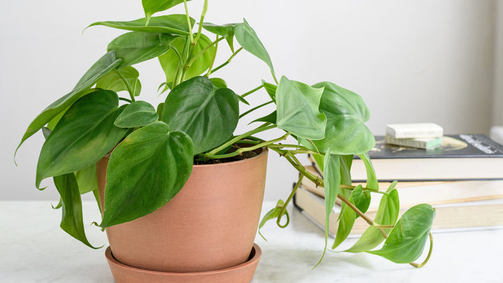 Philodendron Plant Seeds for Planting, 100 pcs
