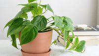 Philodendron Plant Seeds for Planting, 100 pcs