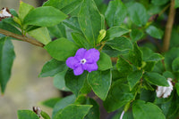 Purple Brunfelsia Pauciflora Flower Seeds for Planting â€“ Heirloom, Non-GMO, Rare Blooms