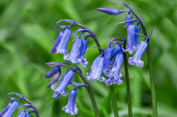 Heirloom English Bell Flower Seeds, Non-GMO Delicate Blooms for Planting
