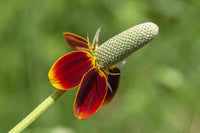 Heirloom Non-GMO Mexican Hat Flower Seeds for Planting – Drought-Tolerant Wildflower Blooms