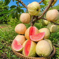 Tropical Strawberry Guava Seeds for Garden Planting
