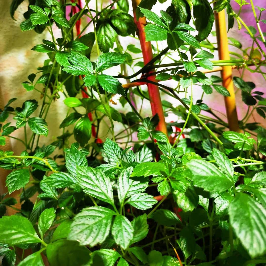Organic Gynostemma Pentaphyllum Seeds for Planting – Heirloom, Non-GMO