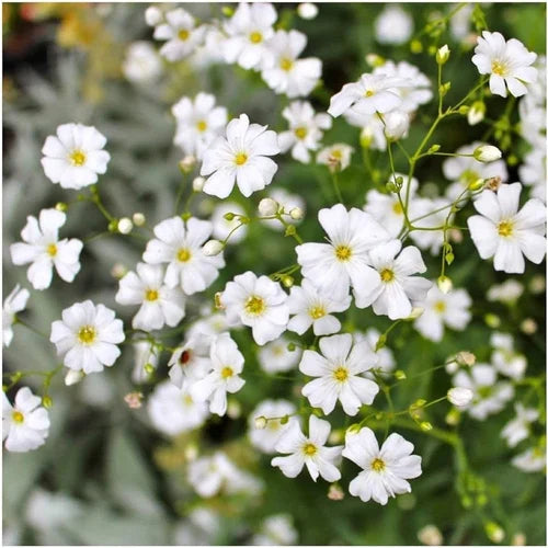 White Waterhyssop Flower Seeds for Planting - 100 pcs seeds for planting in home garden