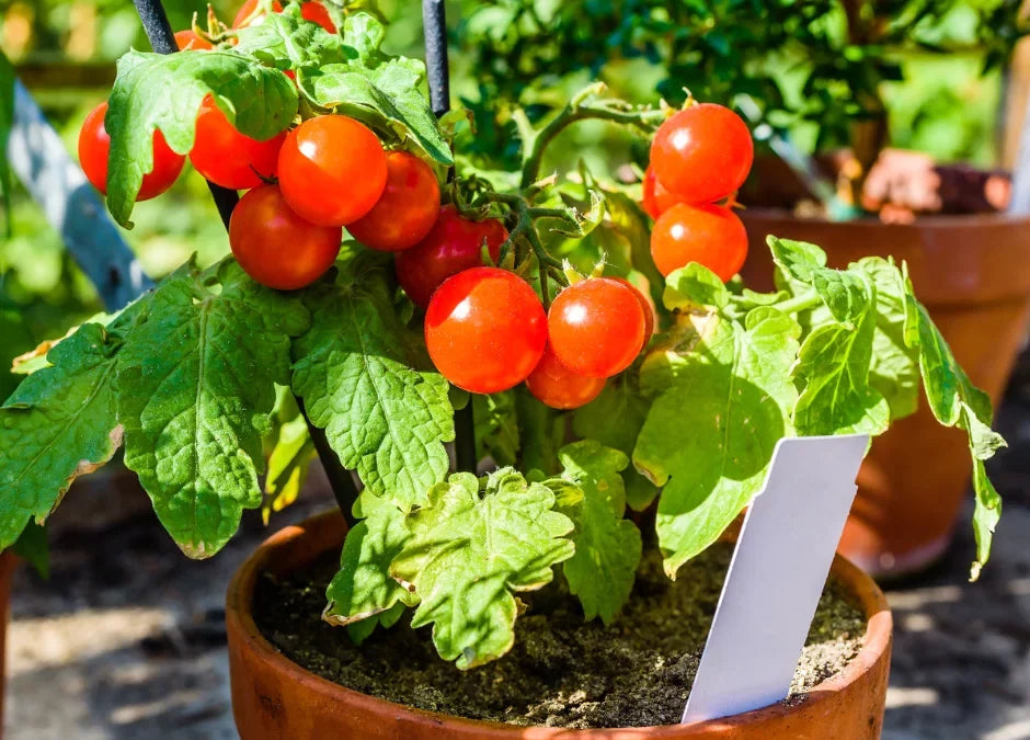 Tomato plants growing in a raised garden bed with green foliage.