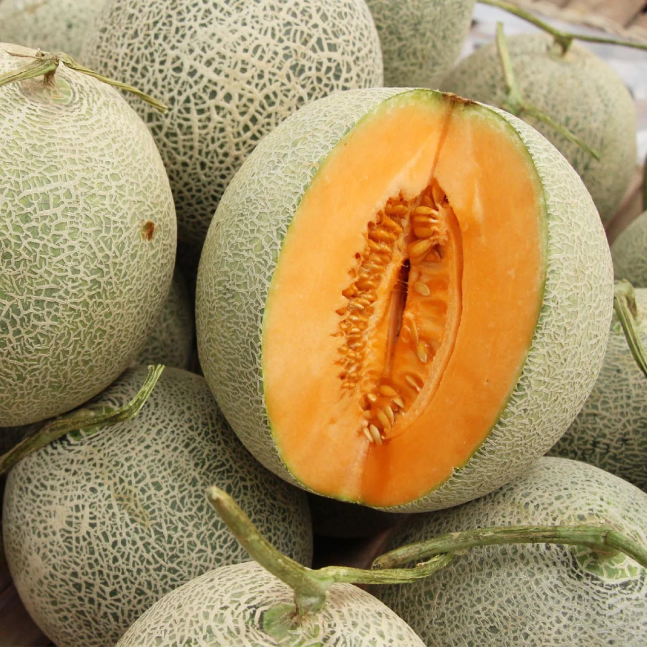 Hales Best Jumbo Cantaloupe Melons Growing on Vines
