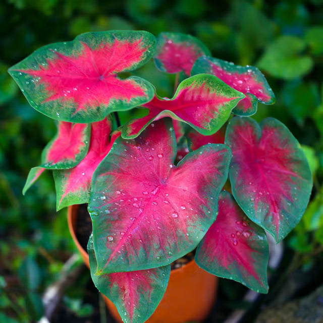 Caladium Dark Blue Flower Seeds for Planting NON GMO Seeds