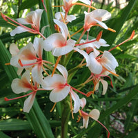 Red Ginger Lily Seeds (Hedychium rubrum) Flower Seeds for planting – Heirloom Non-GMO Garden Seeds