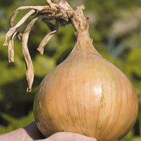 Healthy Ailsa Craig Onion plants growing in a vegetable garden