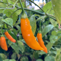 Healthy Aji Amarillo Chile Pepper plants growing in a garden