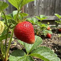 Heirloom Albion Strawberry fruit seeds suitable for containers and patio planters.