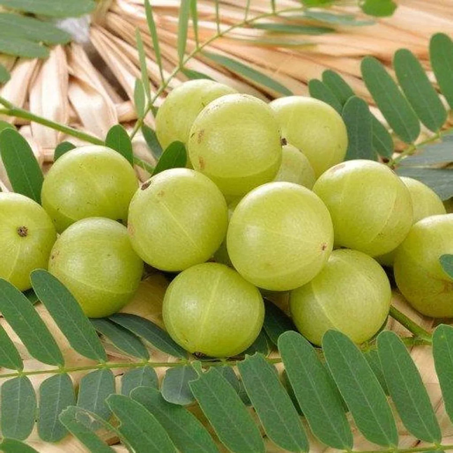 Heirloom Amla tree with lush green foliage and round green fruit.