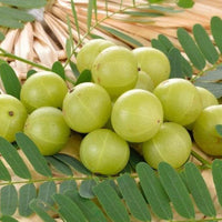 Heirloom Amla tree with lush green foliage and round green fruit.