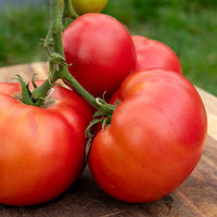 Healthy Anna Russian Tomato plants growing in a vegetable garden