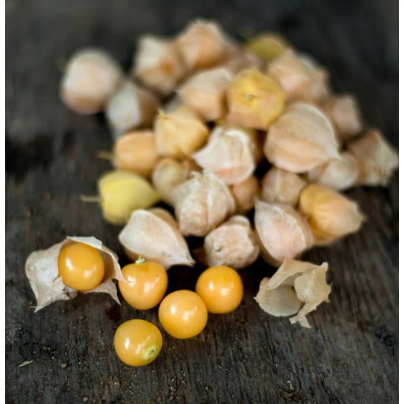 Healthy Aunt Molly's Ground Cherry plants growing in a vegetable garden
