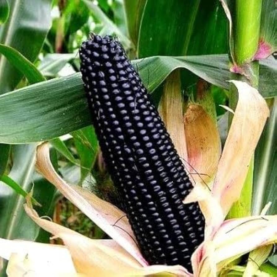 Healthy Black Mexican Sweet Corn plants growing in a garden