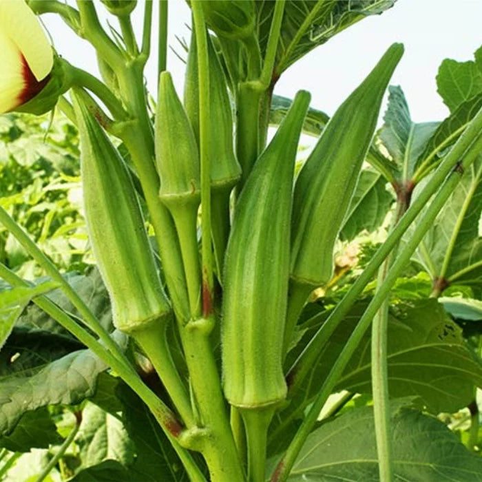 Healthy Blondy Okra plants growing in a vegetable garden