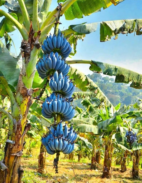 Heirloom Blue Java banana plant with lush tropical foliage