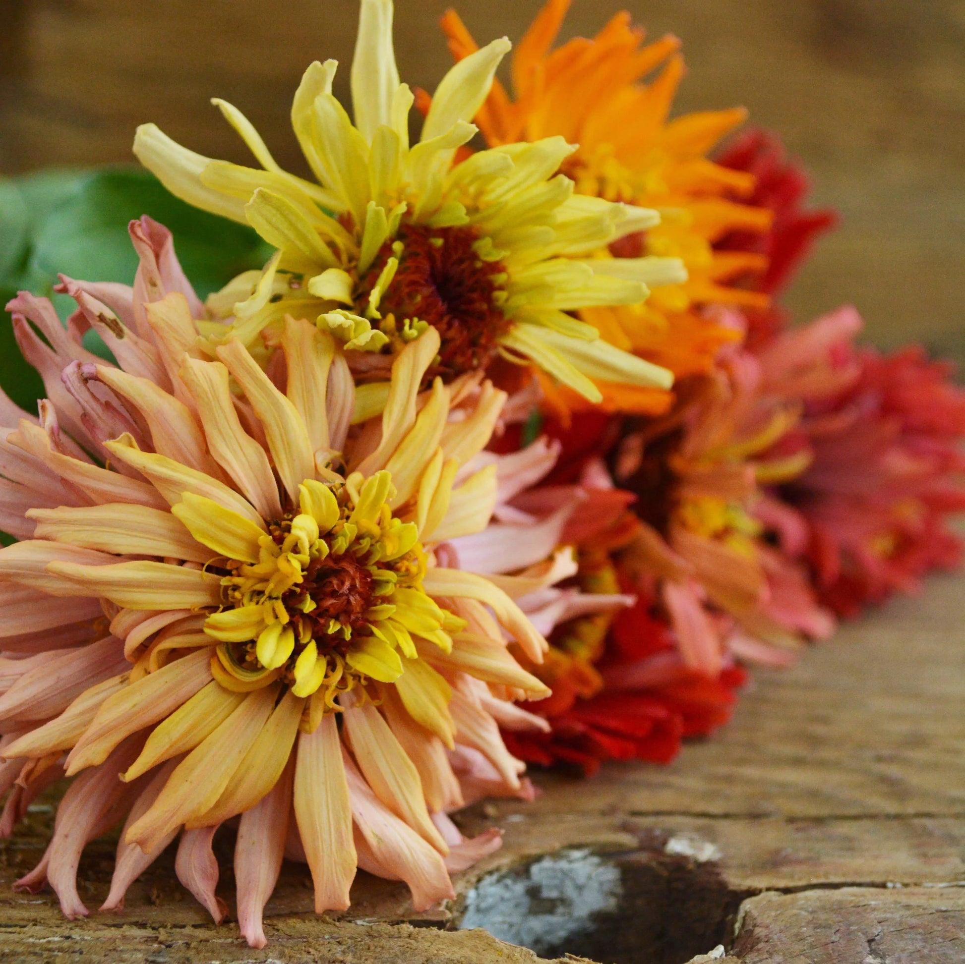 Colorful Cactus Flowered Zinnia Mix blooms in a garden